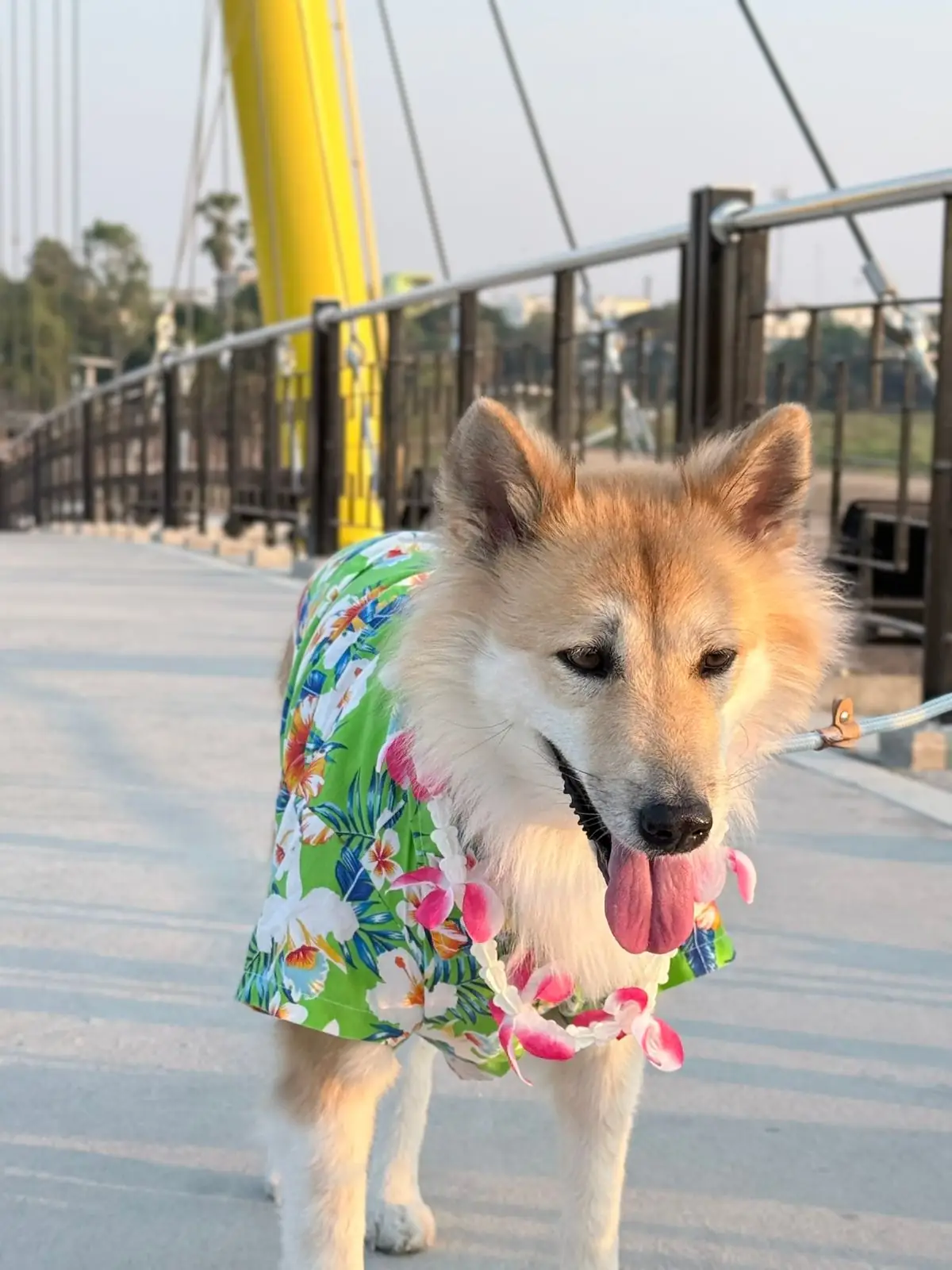 แลนด์มาร์คอ่างทอง pets image 5