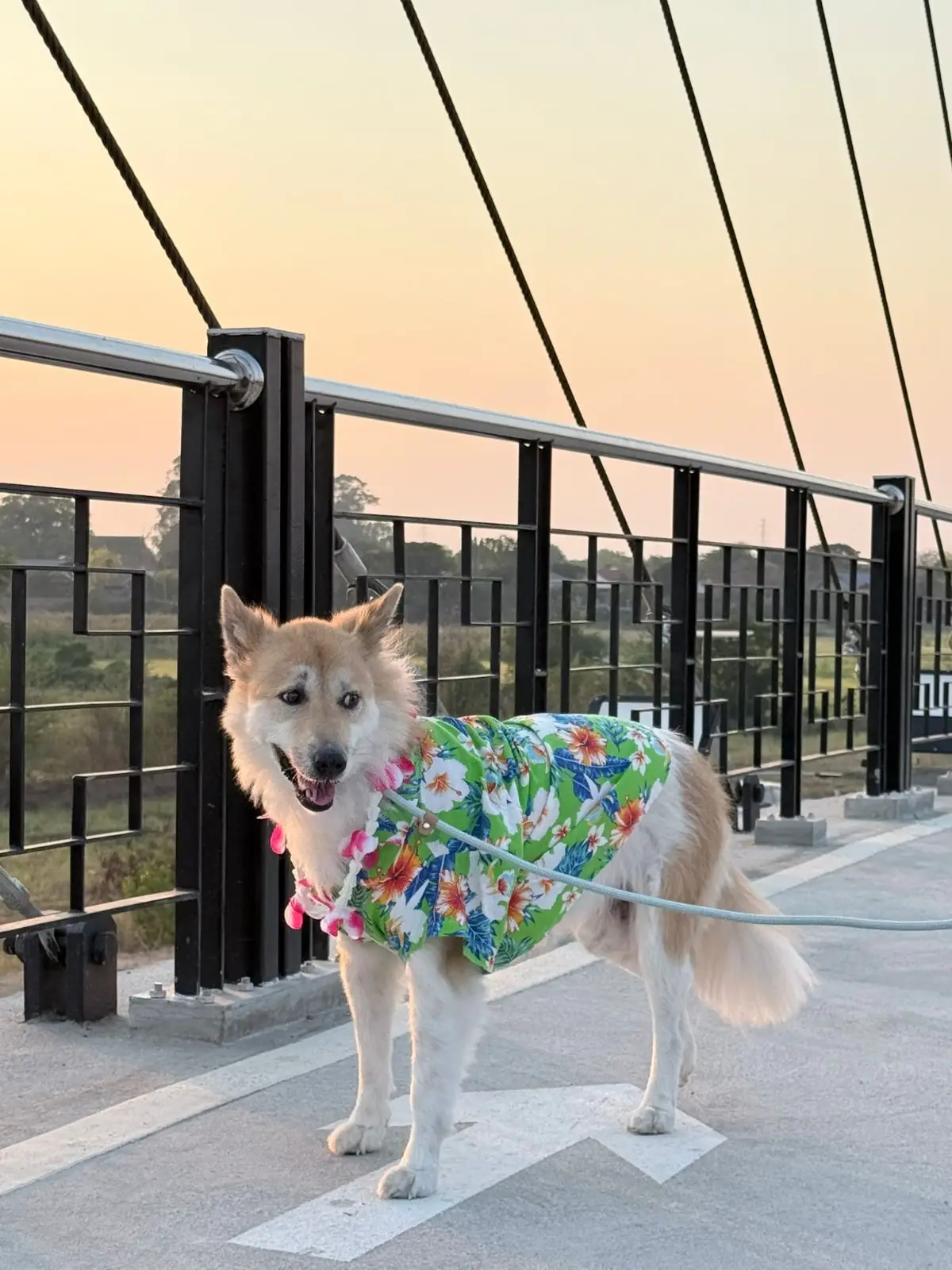 แลนด์มาร์คอ่างทอง pets image 3