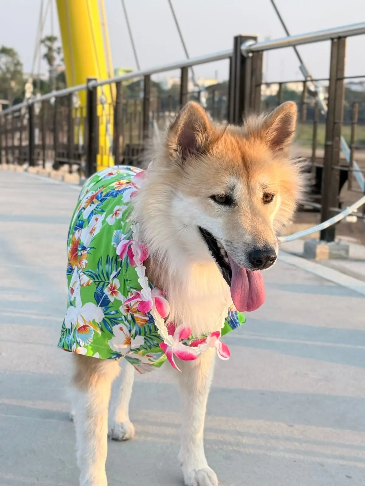 แลนด์มาร์คอ่างทอง pets image 4