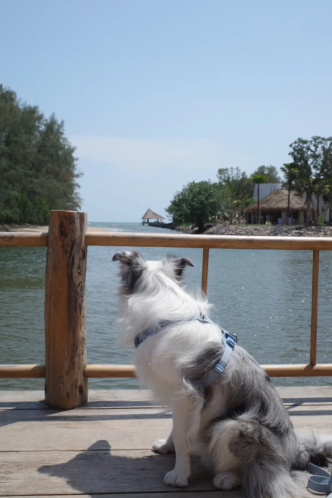 Lawon Canal Café pets image 3