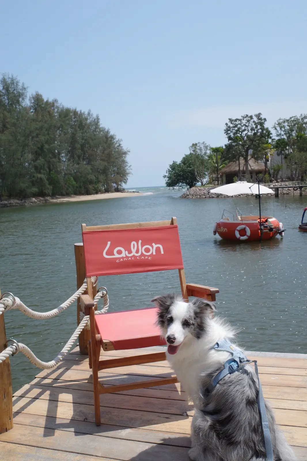 Lawon Canal Café pets image 5