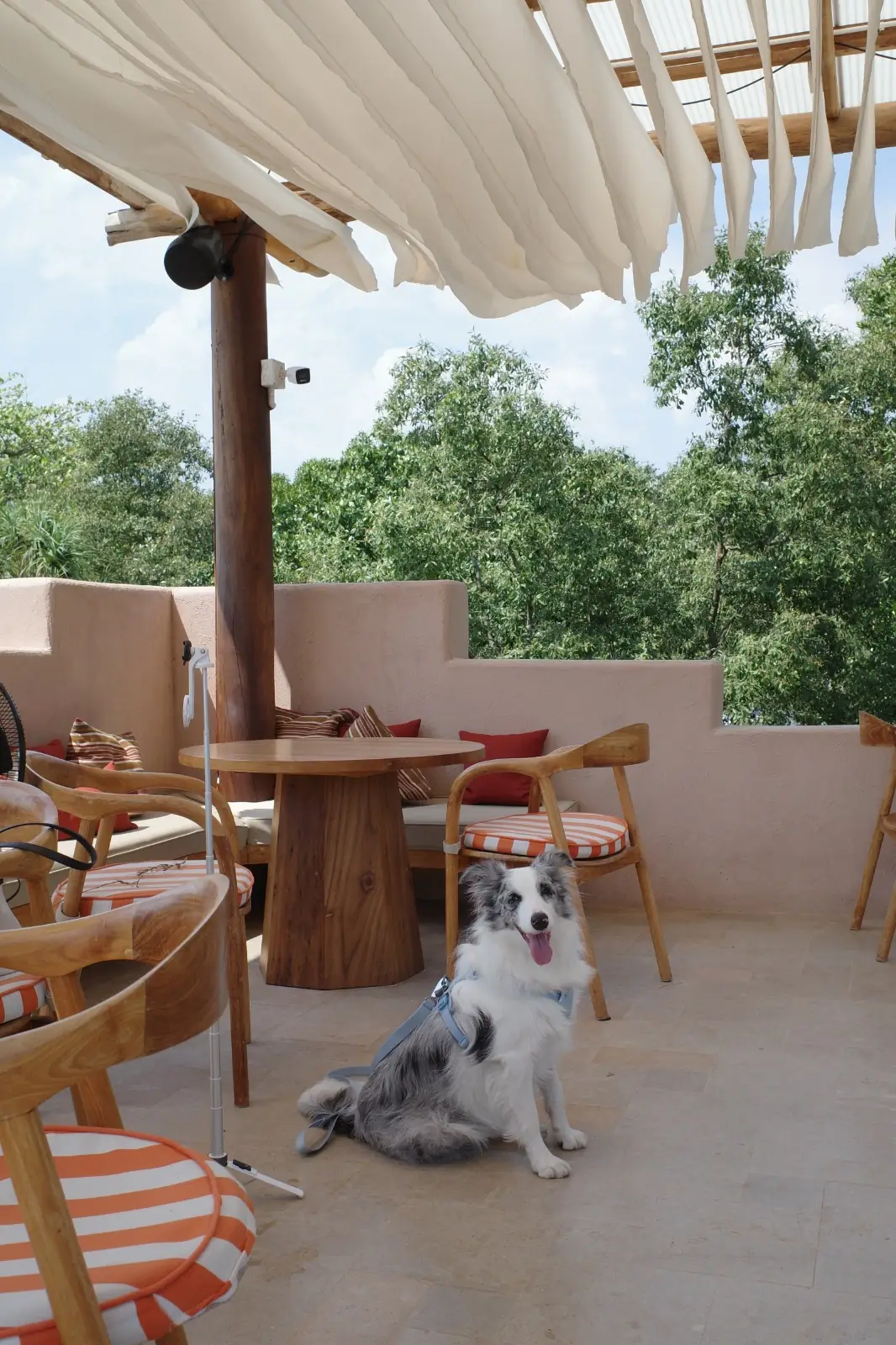 Lawon Canal Café pets image 6