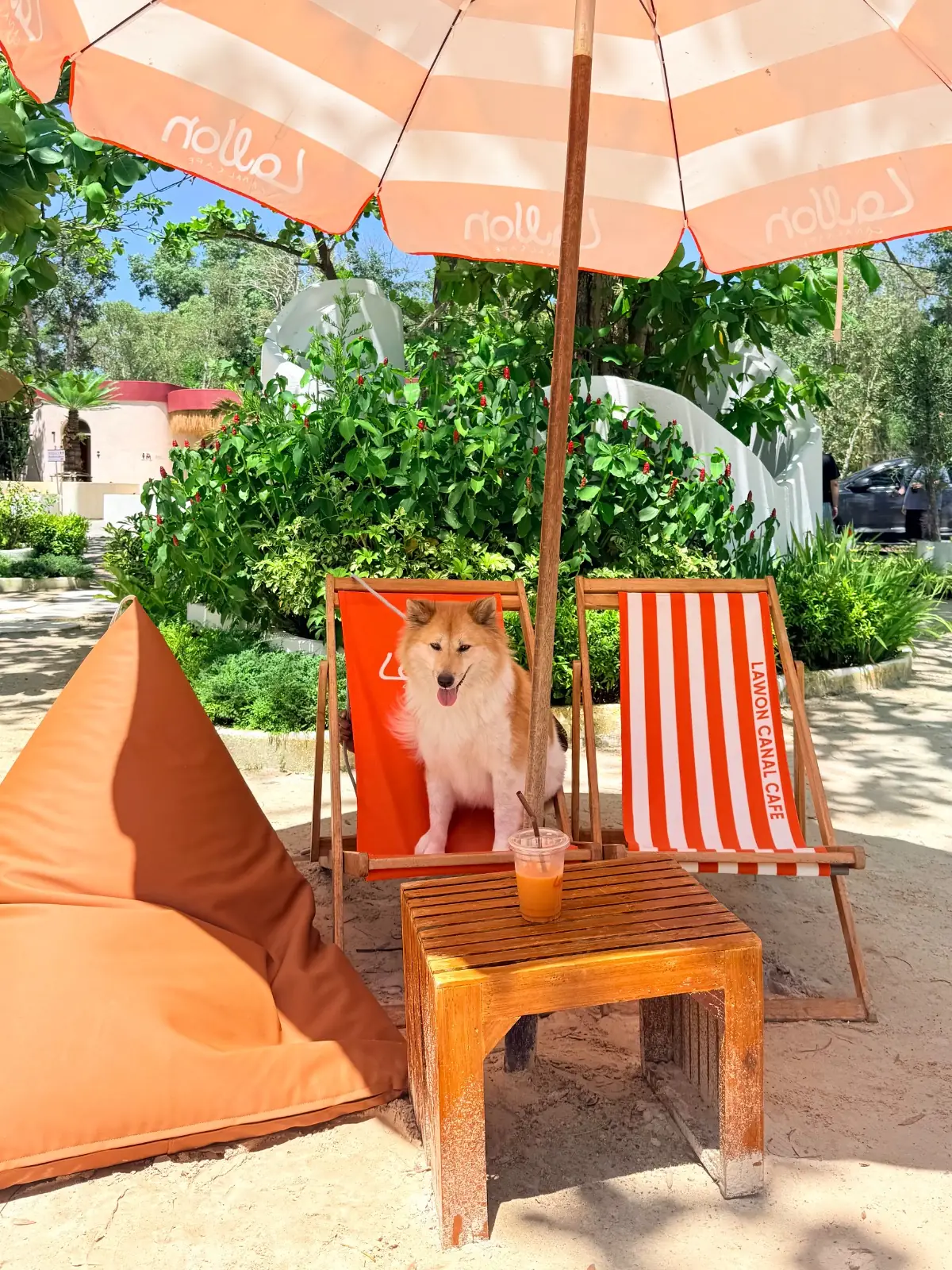 Lawon Canal Café pets image 7