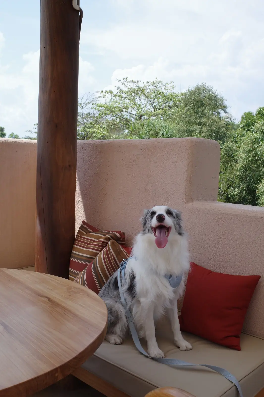 Lawon Canal Café pets image 2