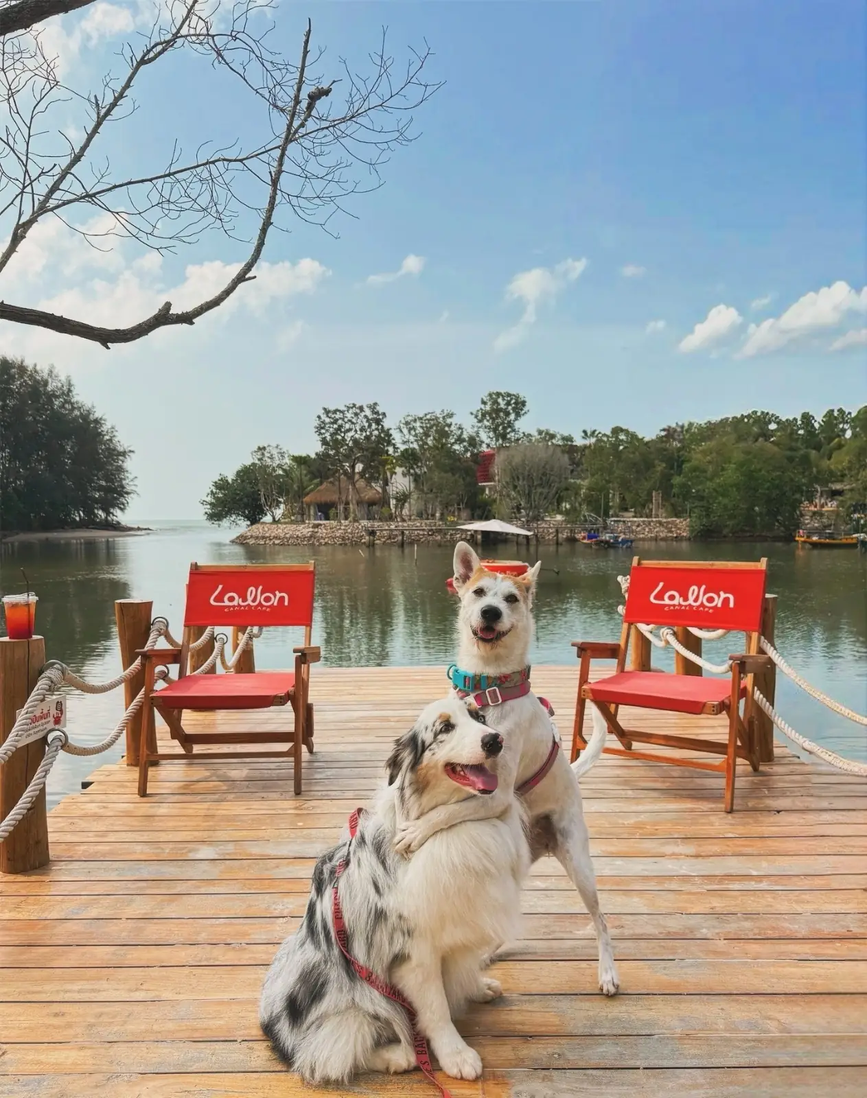 Lawon Canal Café pets image 8