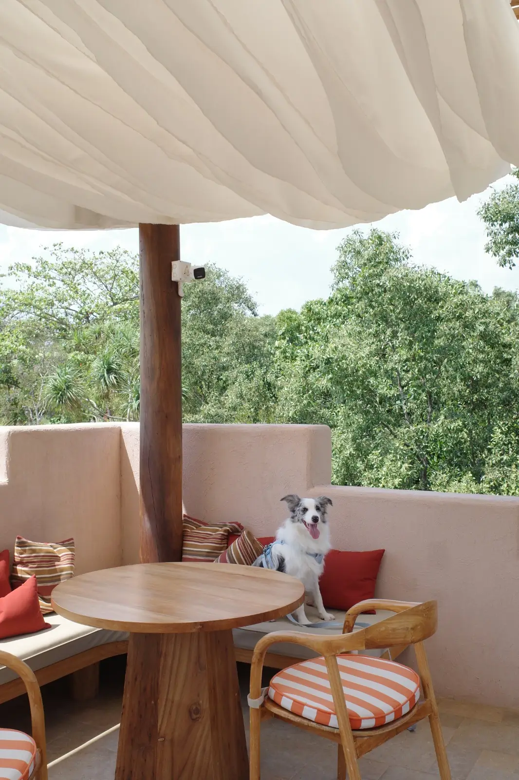 Lawon Canal Café pets image 1