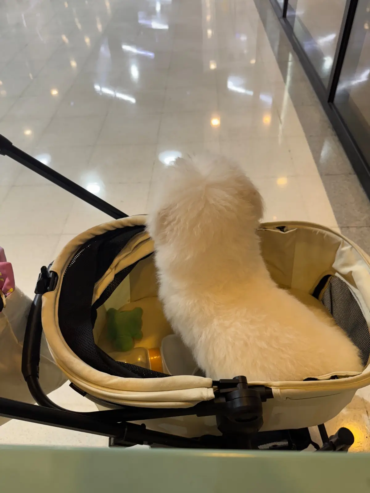 โอ้กะจู๋ - โฮมโปร พระราม 3 pets image 1