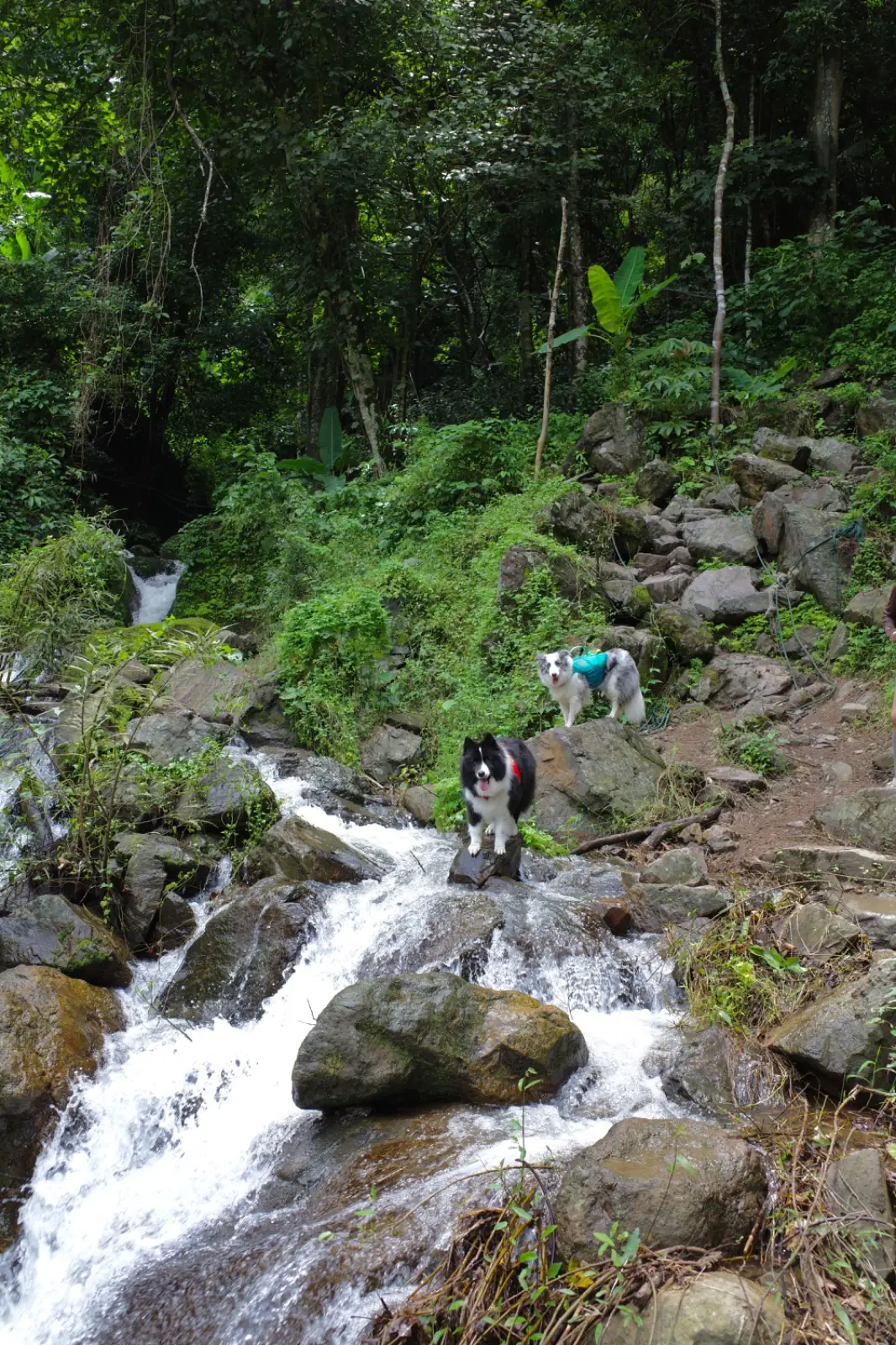 น้ำตกผางามงอน pets image 4