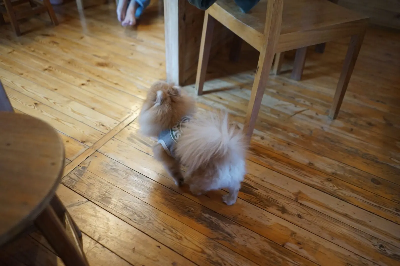 Brew Lab Coffee pets image 2