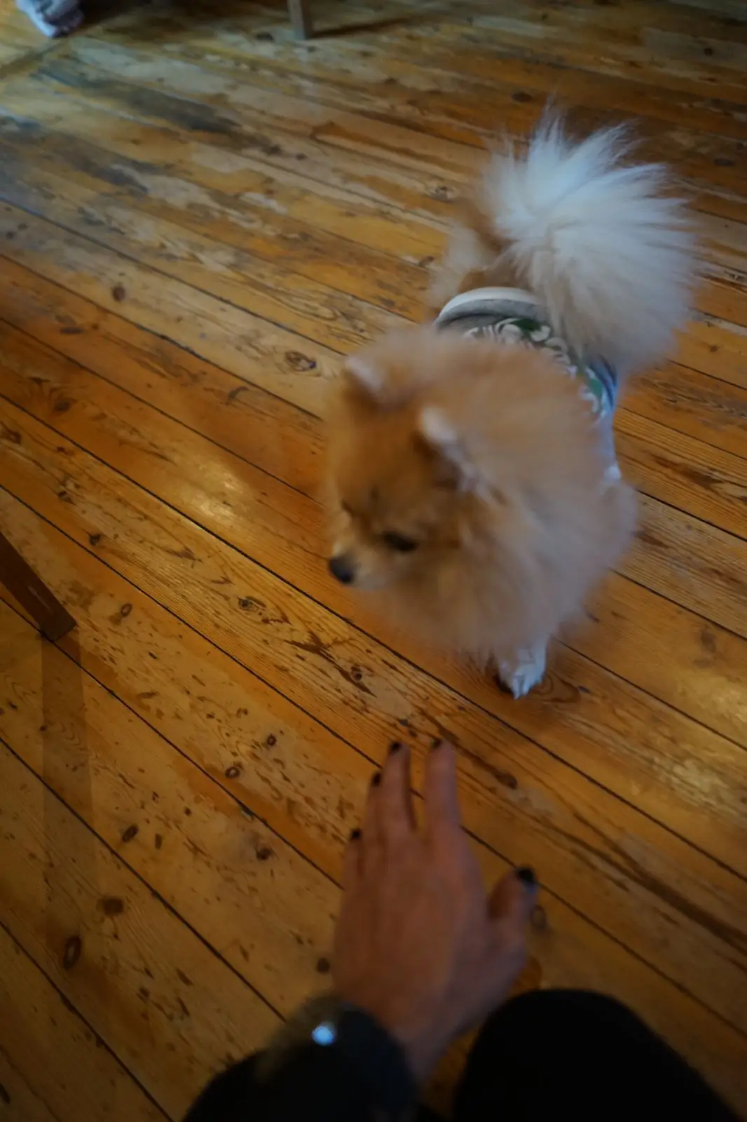 Brew Lab Coffee pets image 4