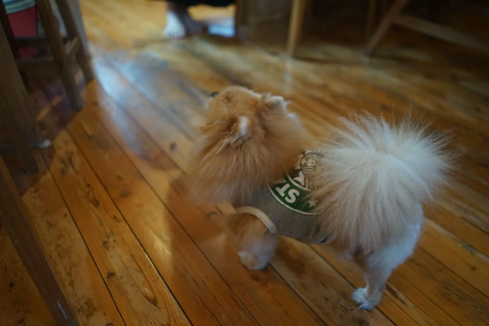 Brew Lab Coffee pets image 3