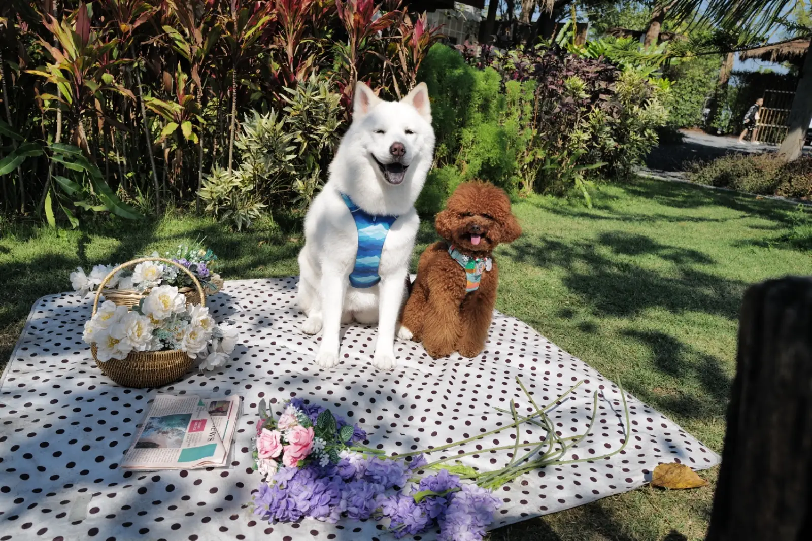 มองเทรอส์ คาเฟ่ pets image 1