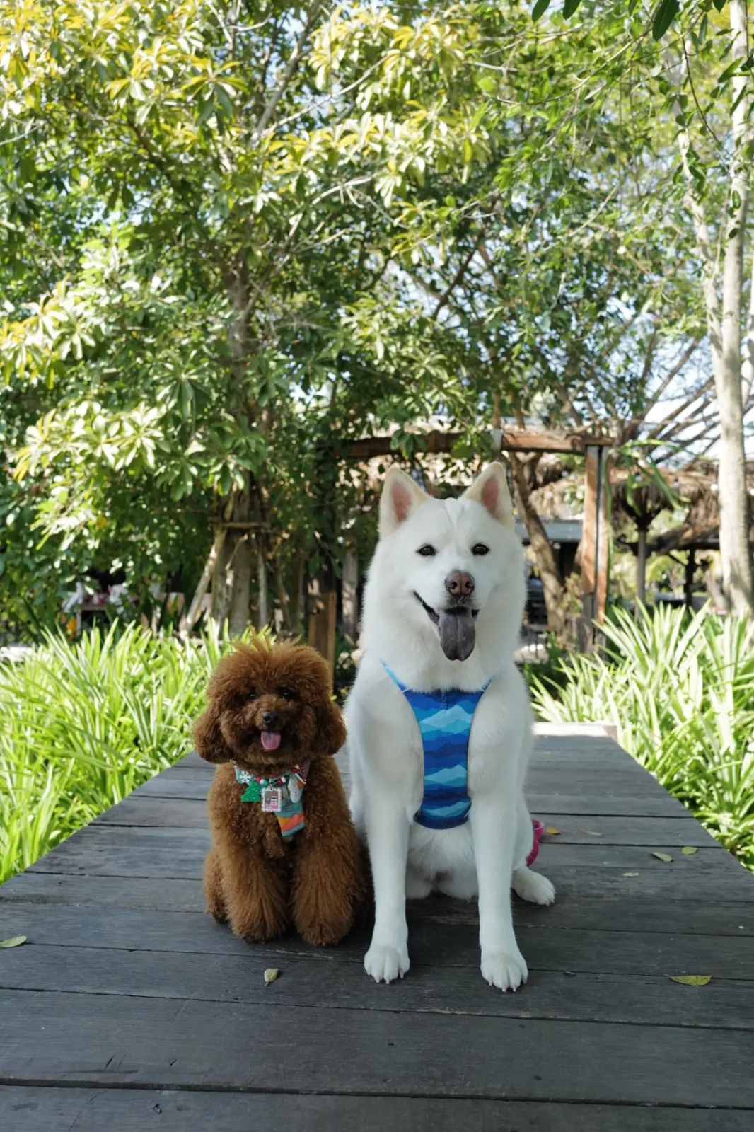 มองเทรอส์ คาเฟ่ pets image 2