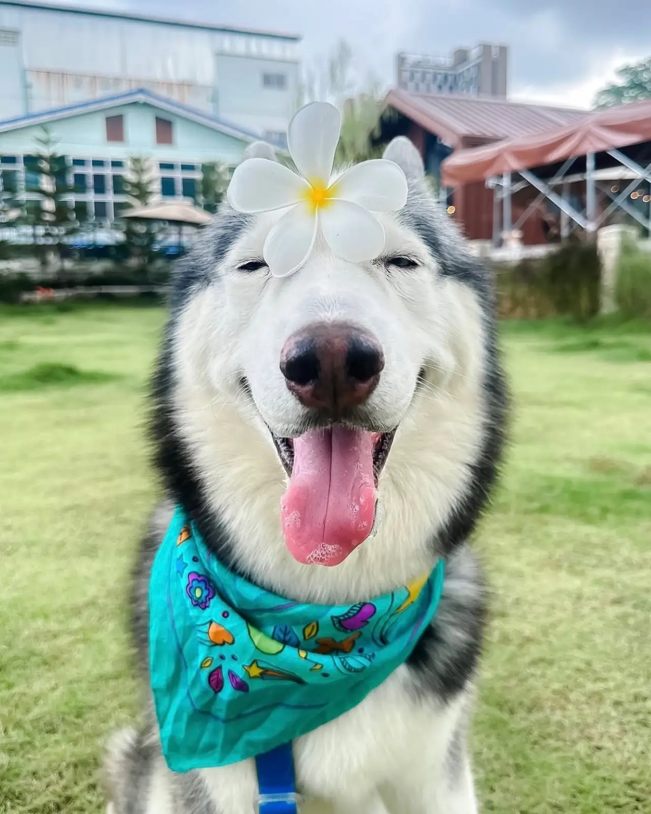 People and Tail pets image 2