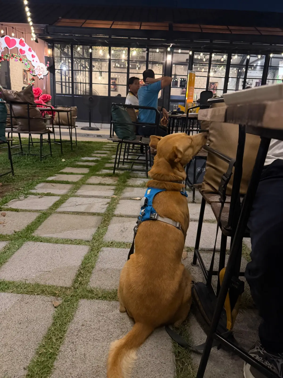 People and Tail pets image 3