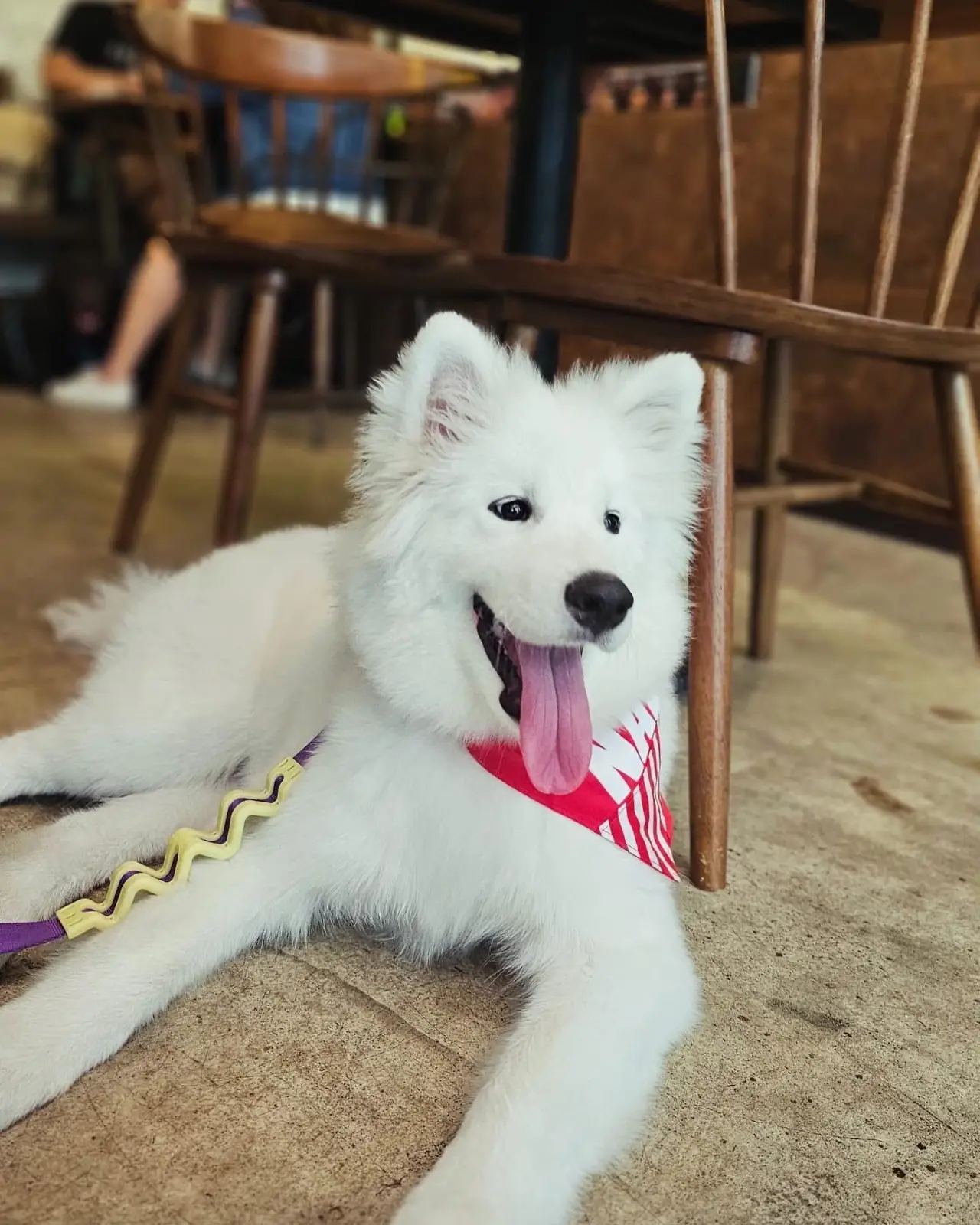 People and Tail pets image 1