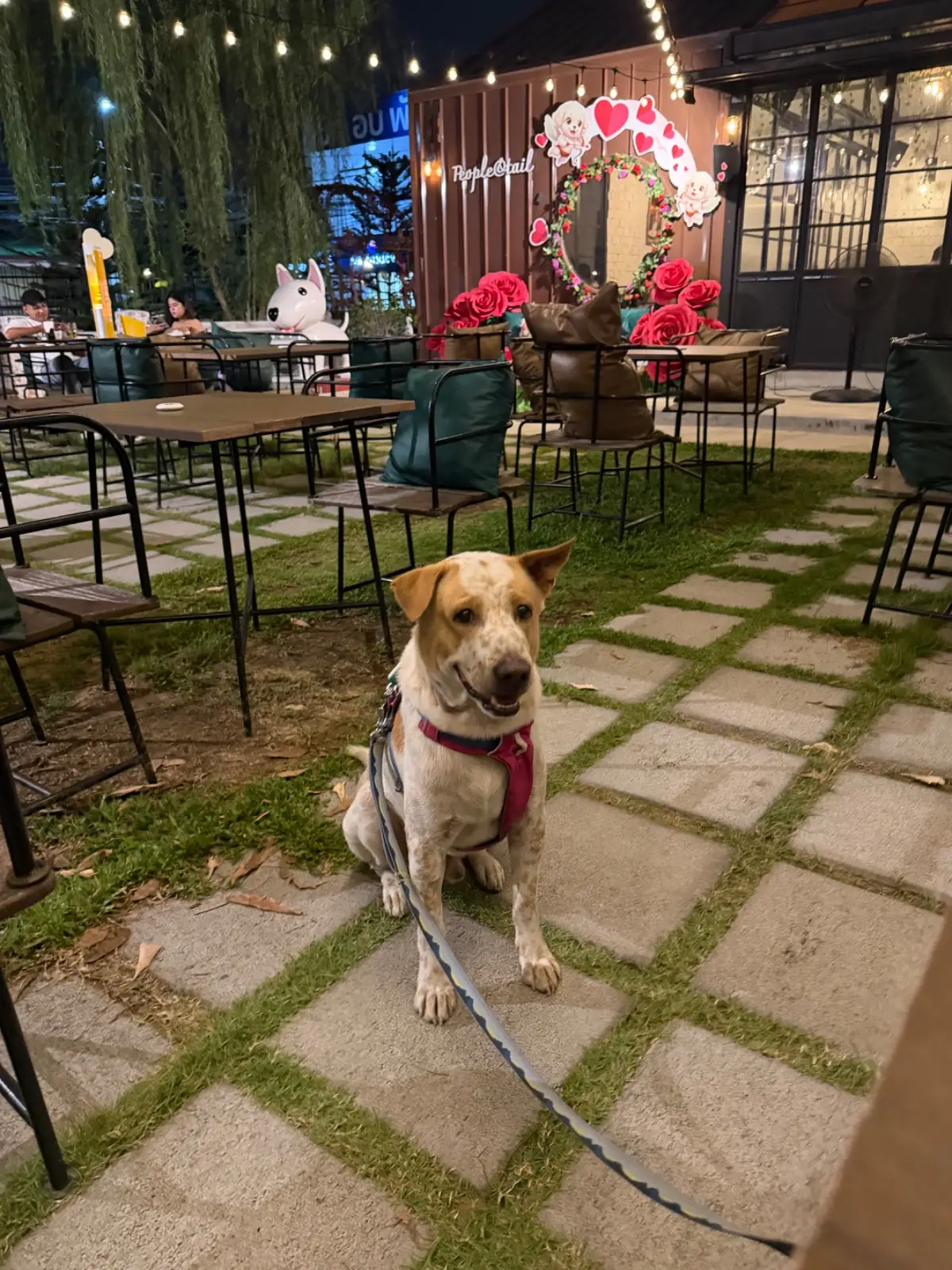 People and Tail pets image 6