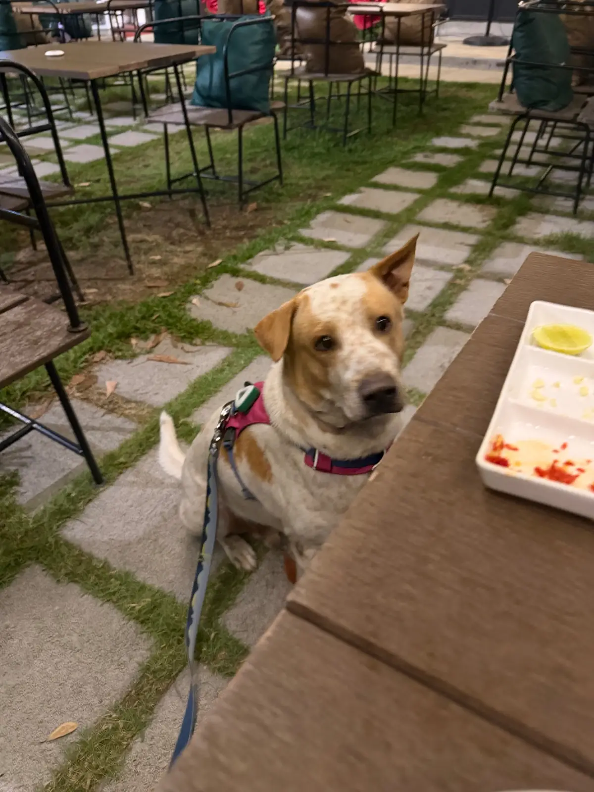 People and Tail pets image 7