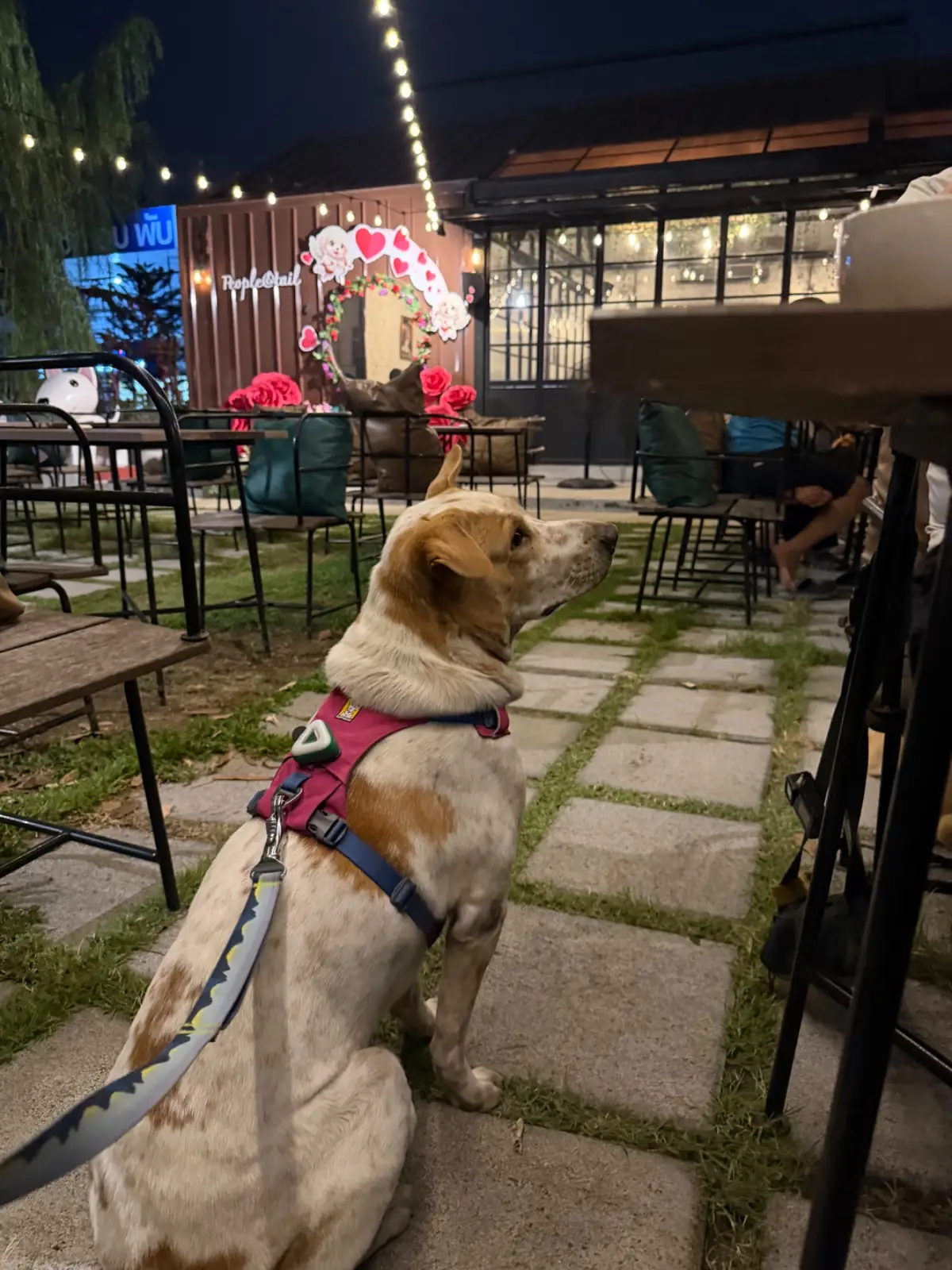 People and Tail pets image 4