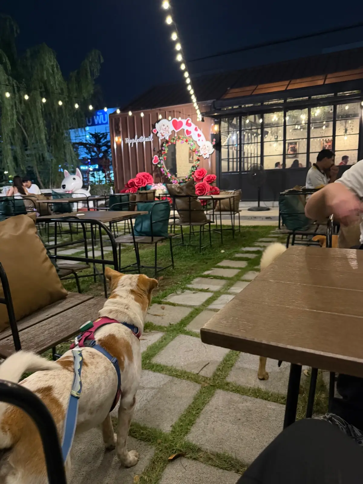 People and Tail pets image 5