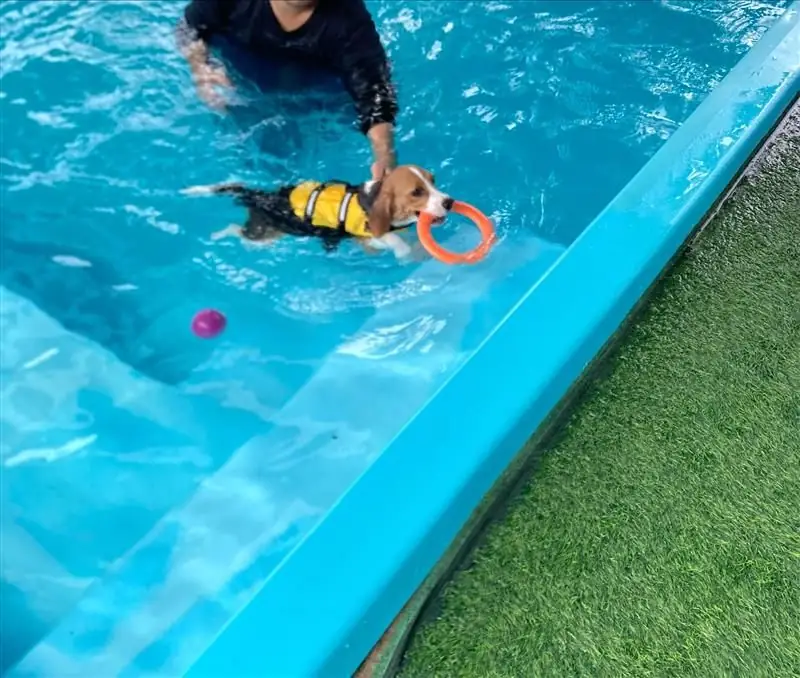 People and Tail pets image 9