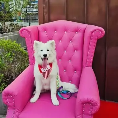 People and Tail pets image 13