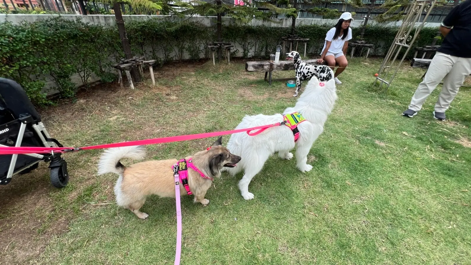 พีเพิล แอนด์ เทล pets image 2