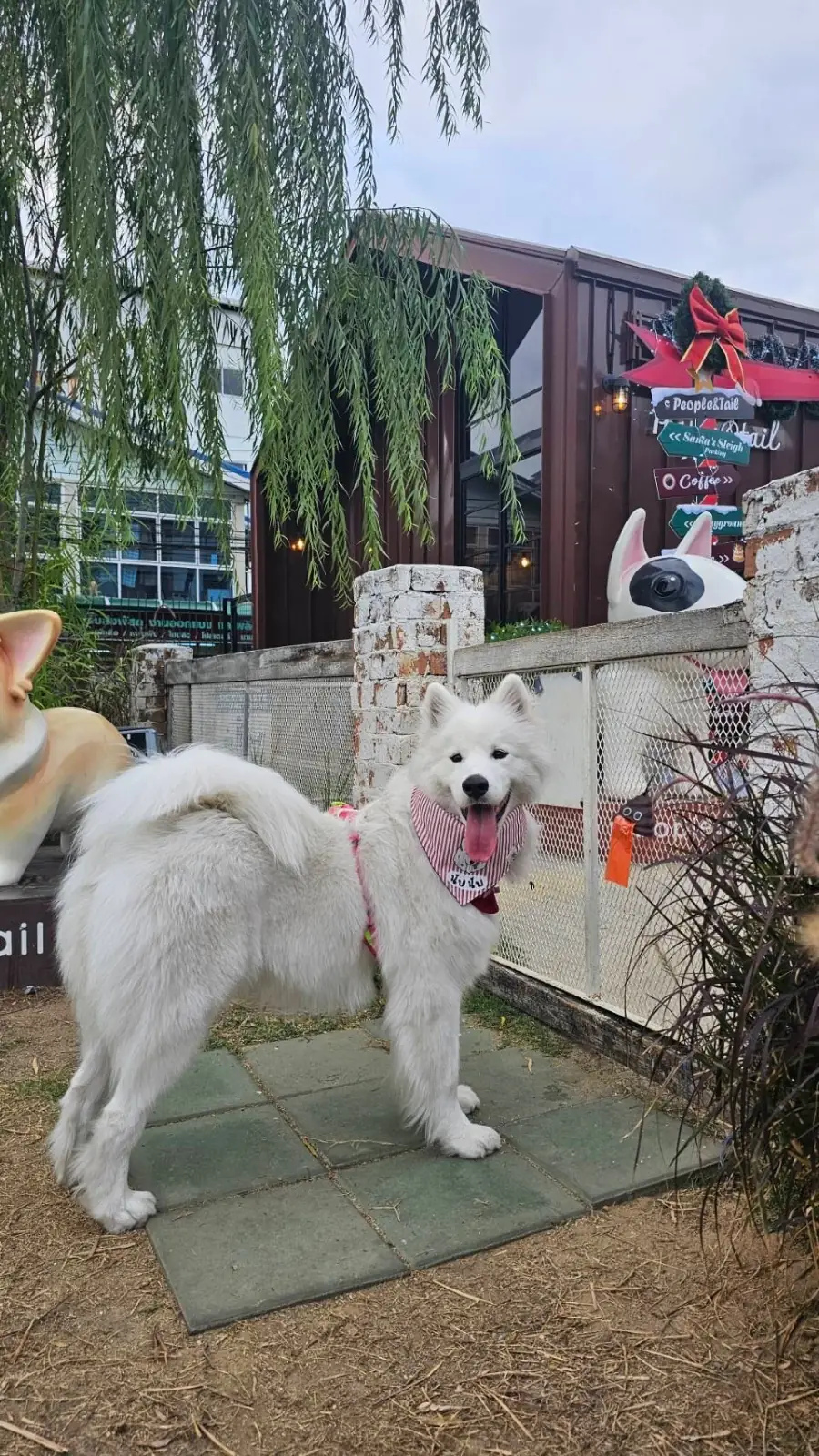 พีเพิล แอนด์ เทล pets image 6