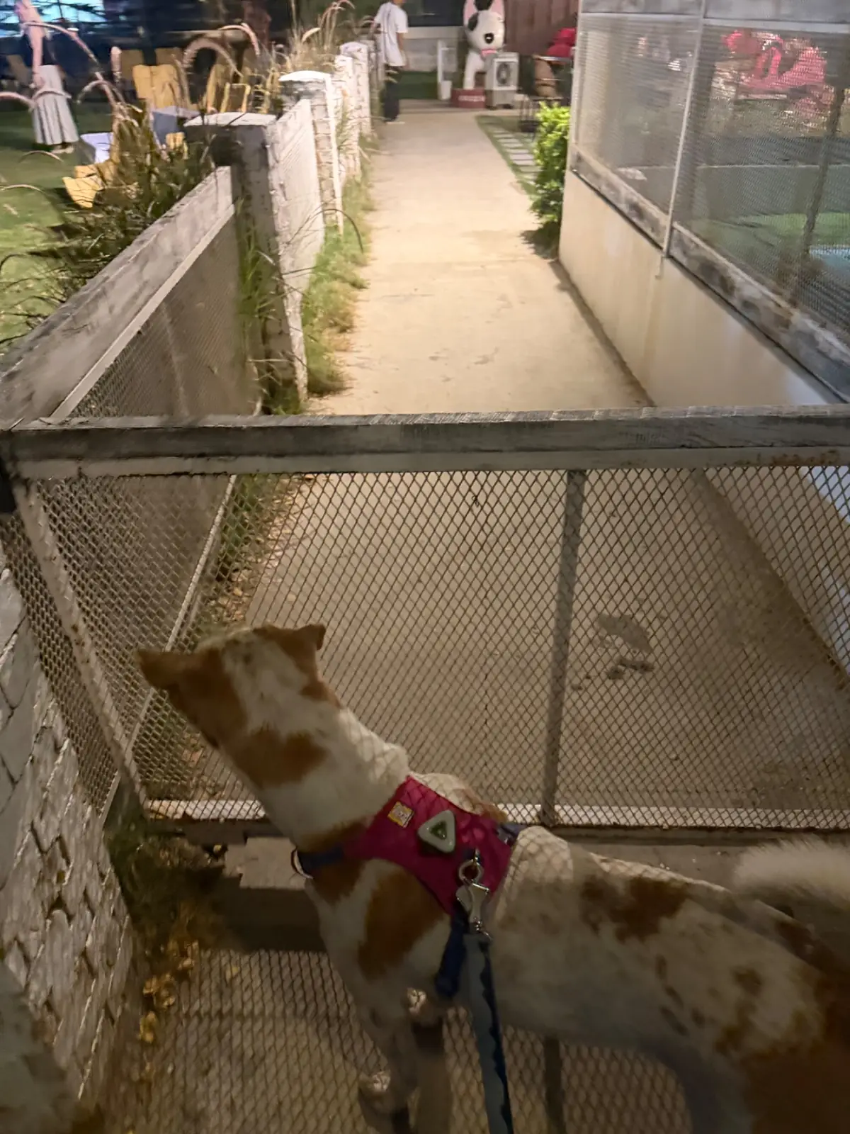 People and Tail pets image 8