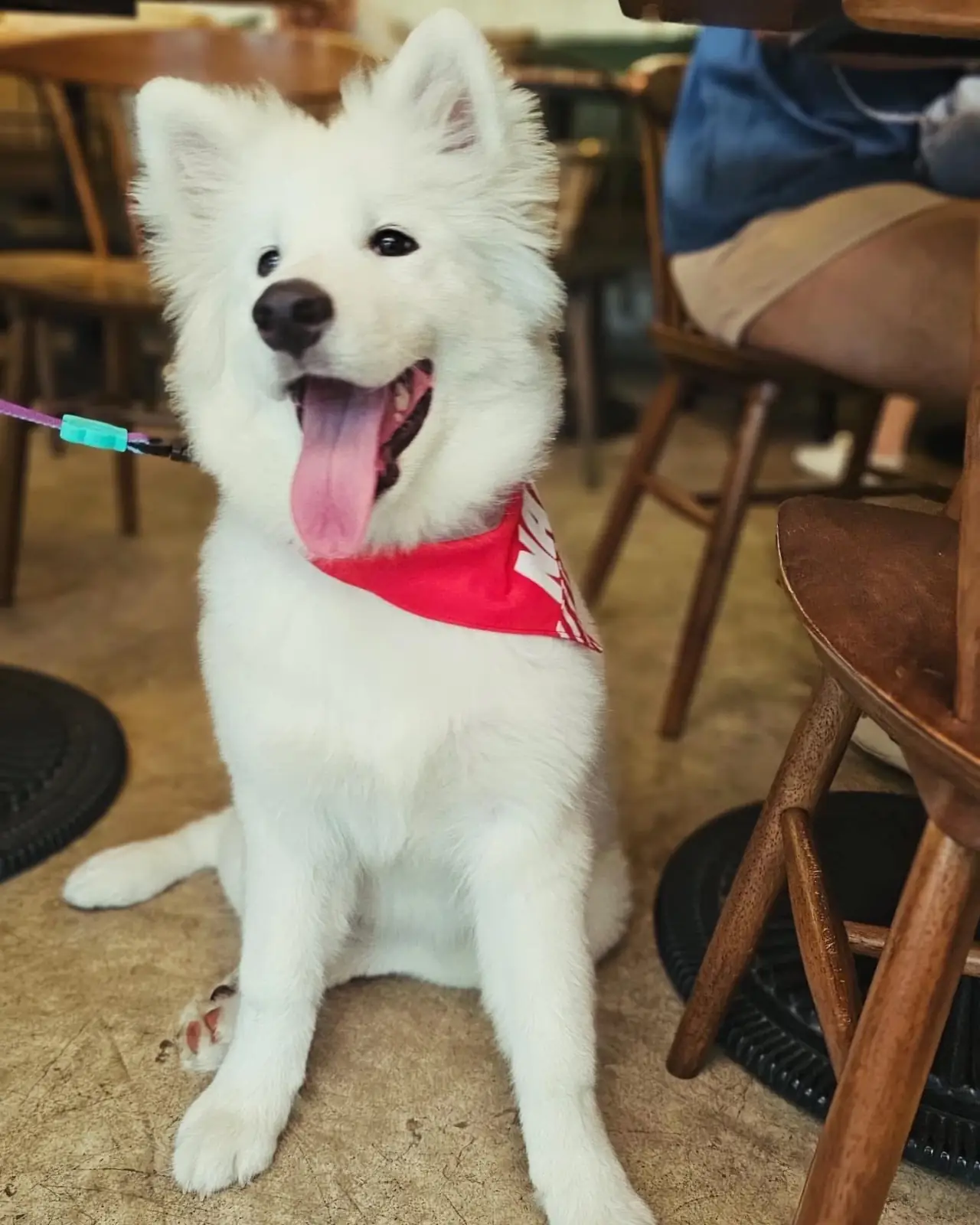 People and Tail pets image 11