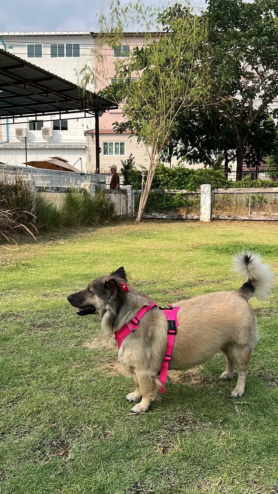 พีเพิล แอนด์ เทล pets image 17