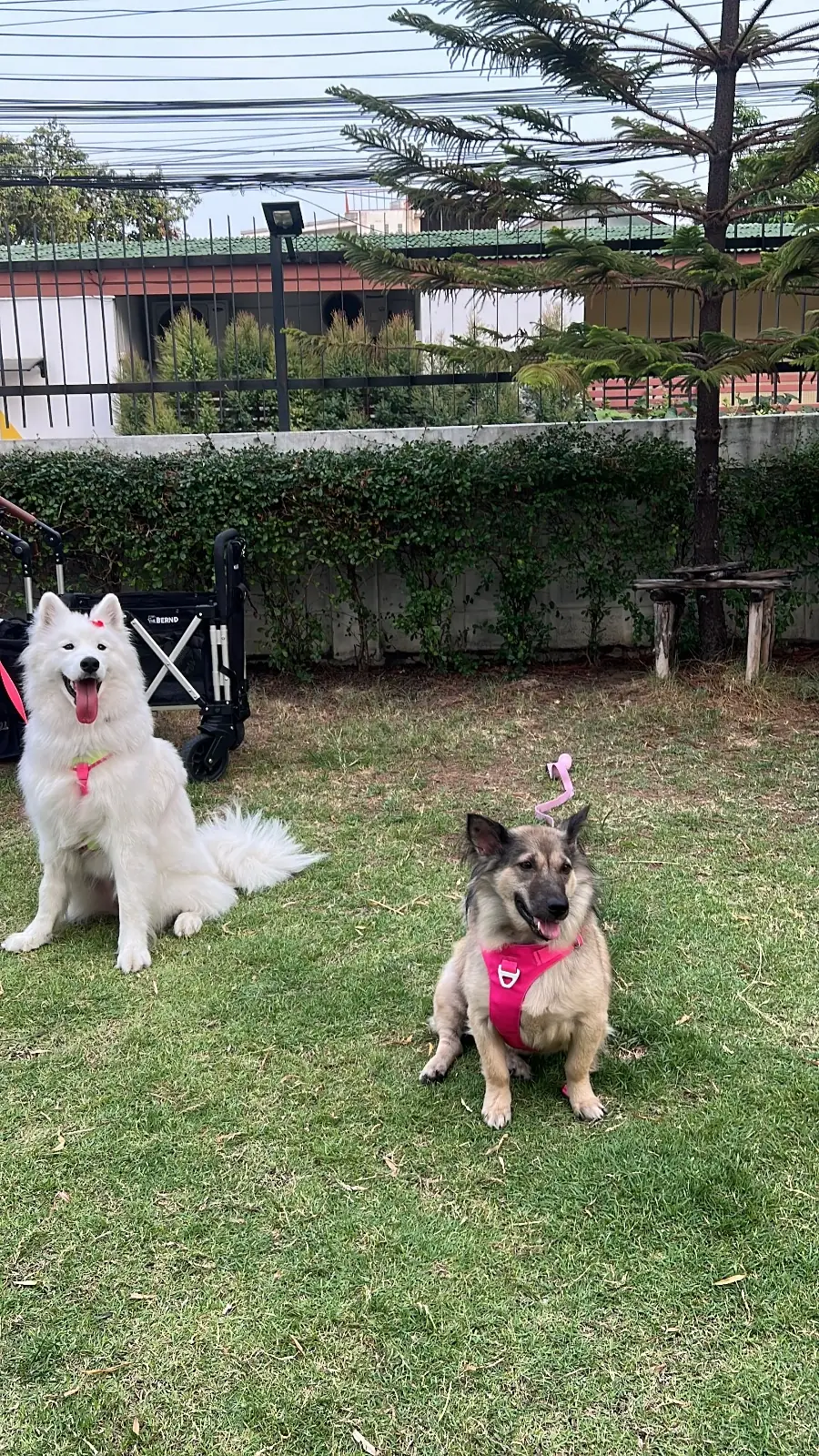 พีเพิล แอนด์ เทล pets image 18