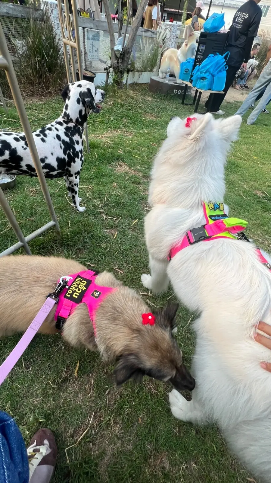 พีเพิล แอนด์ เทล pets image 16