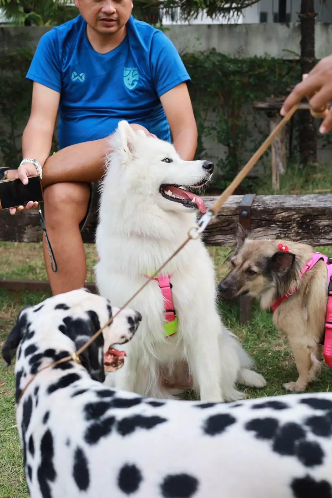 พีเพิล แอนด์ เทล pets image 22