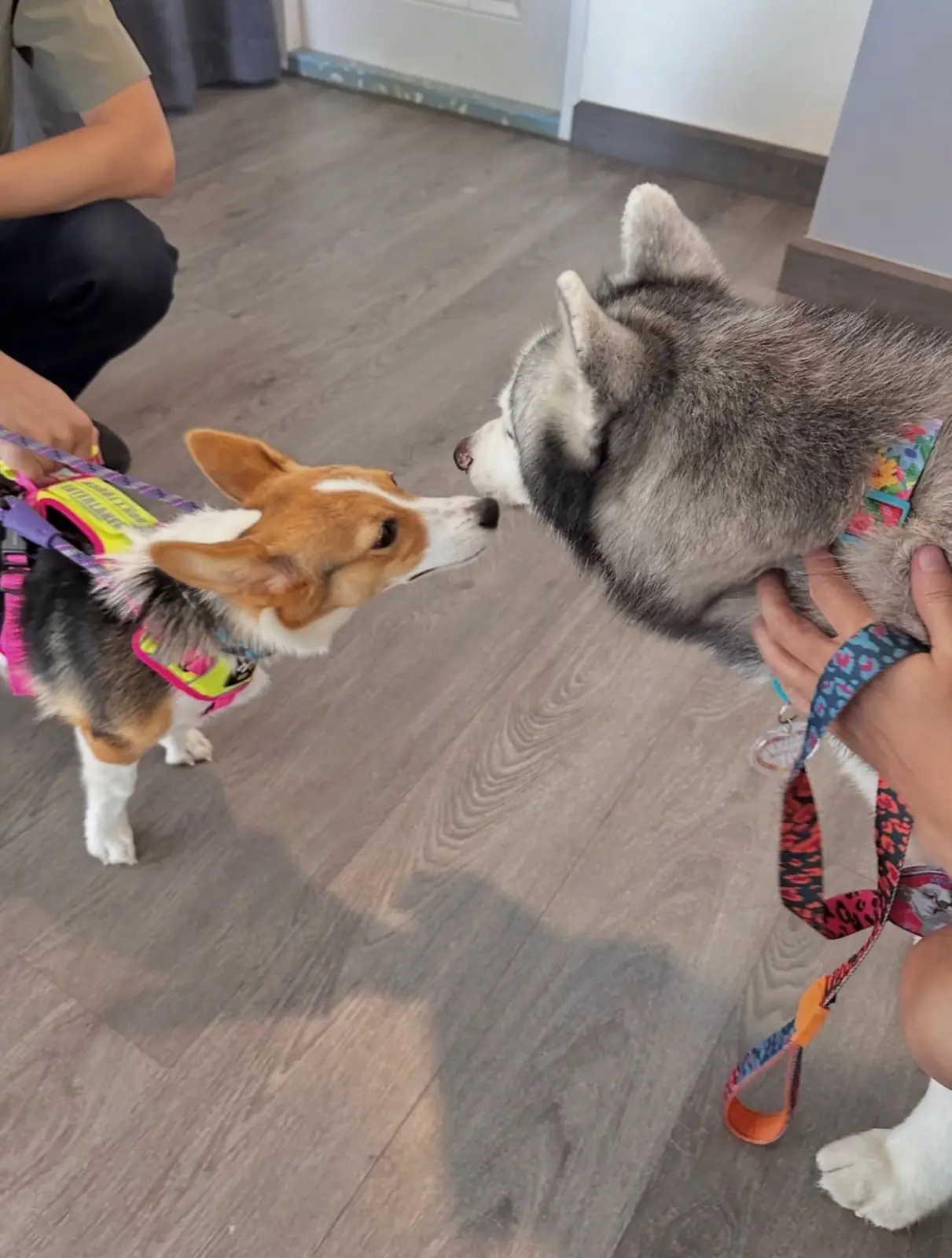 WaggyTails BKK other image 1