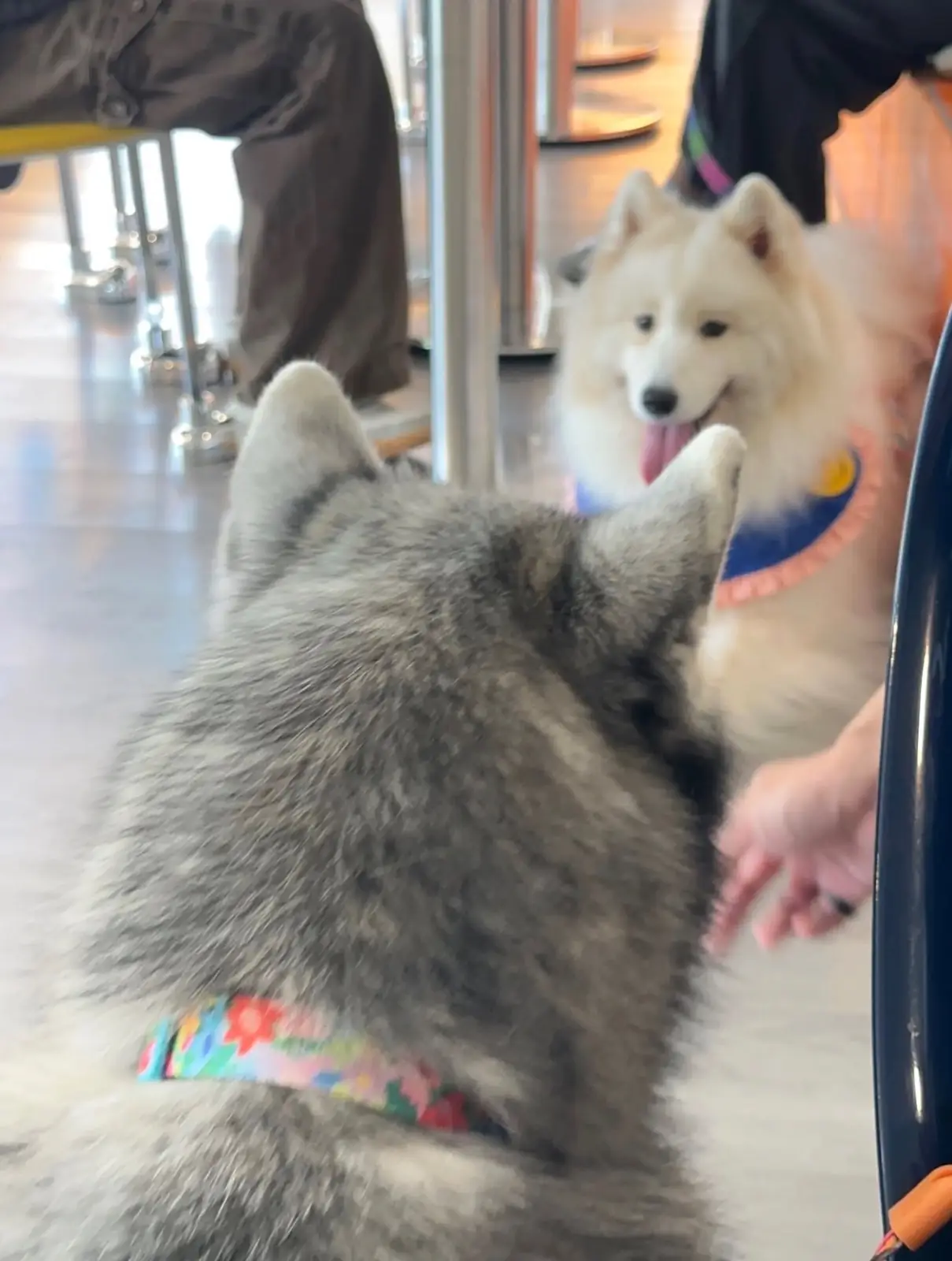 WaggyTails BKK other image 2