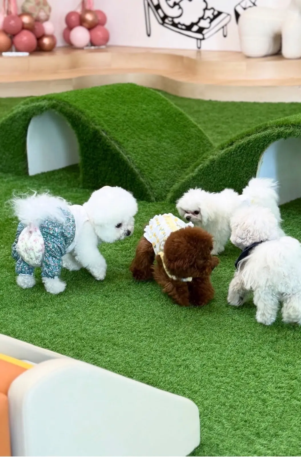 The Paw Park pets image 1