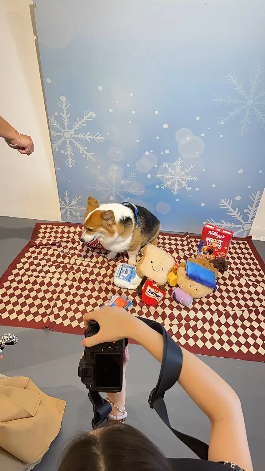 Blue Penguin - Cafe & Showroom pets image 3