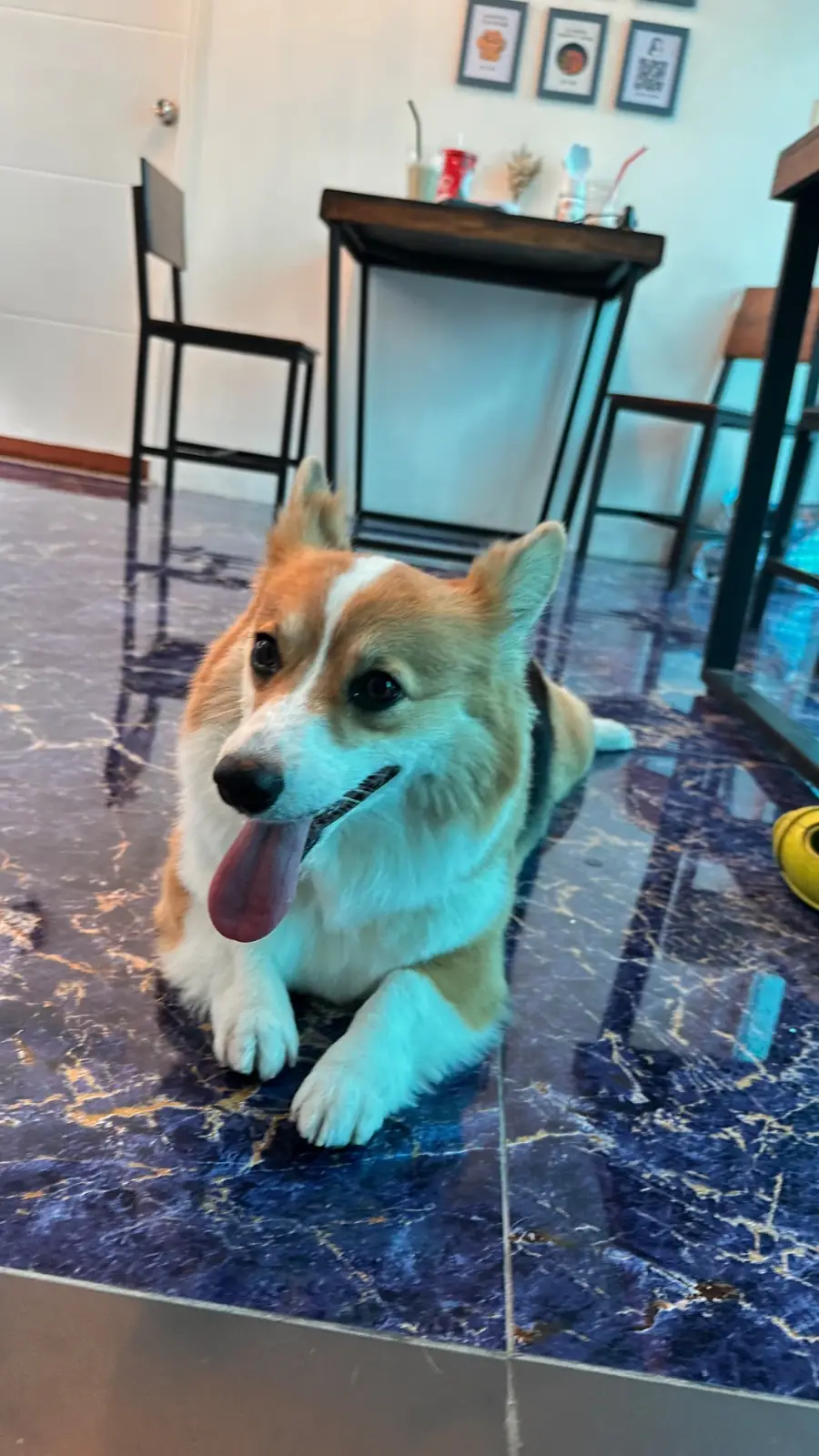 Blue Penguin - Cafe & Showroom pets image 2