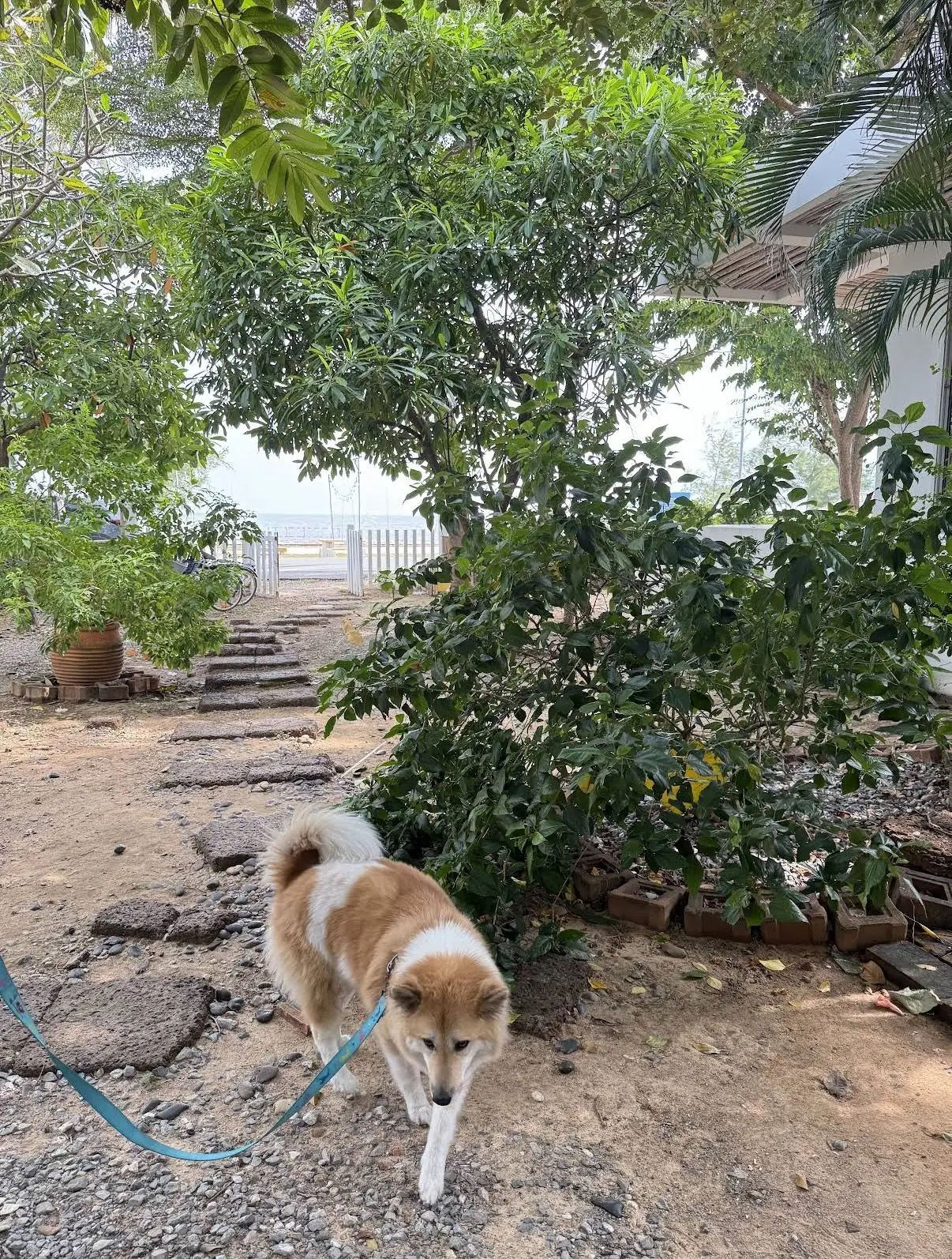 At-Pran Sunrise Beach Resort pets image 2