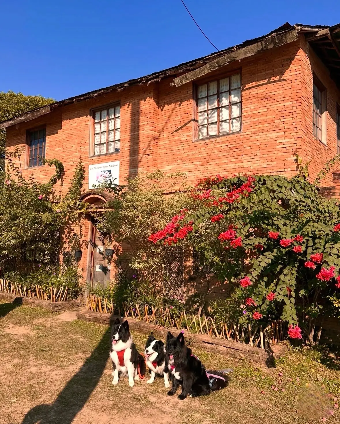 The Chiang Mai Cream Tea House overall image 3