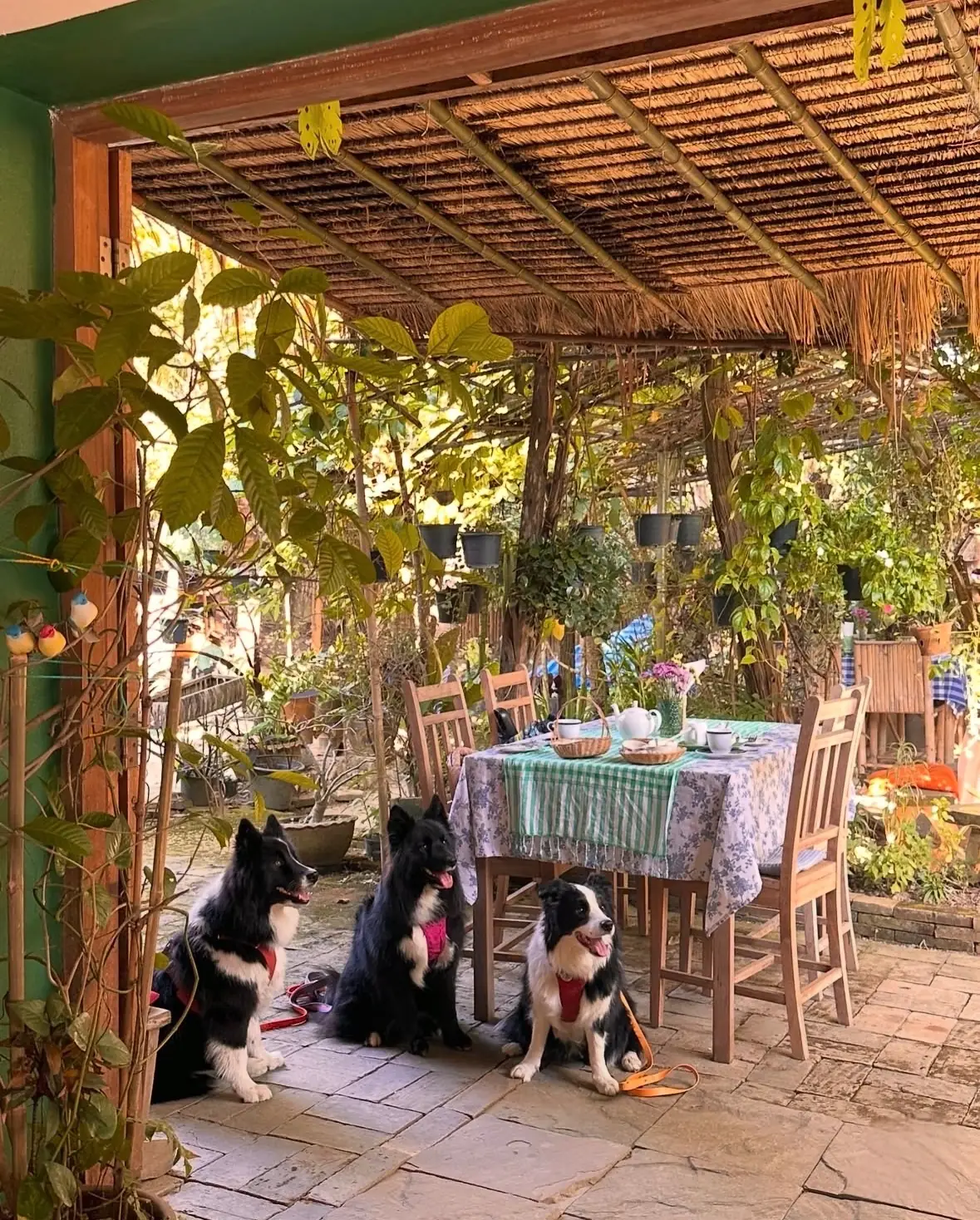 The Chiang Mai Cream Tea House pets image 1
