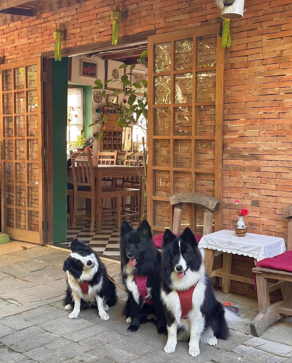The Chiang Mai Cream Tea House pets image 2