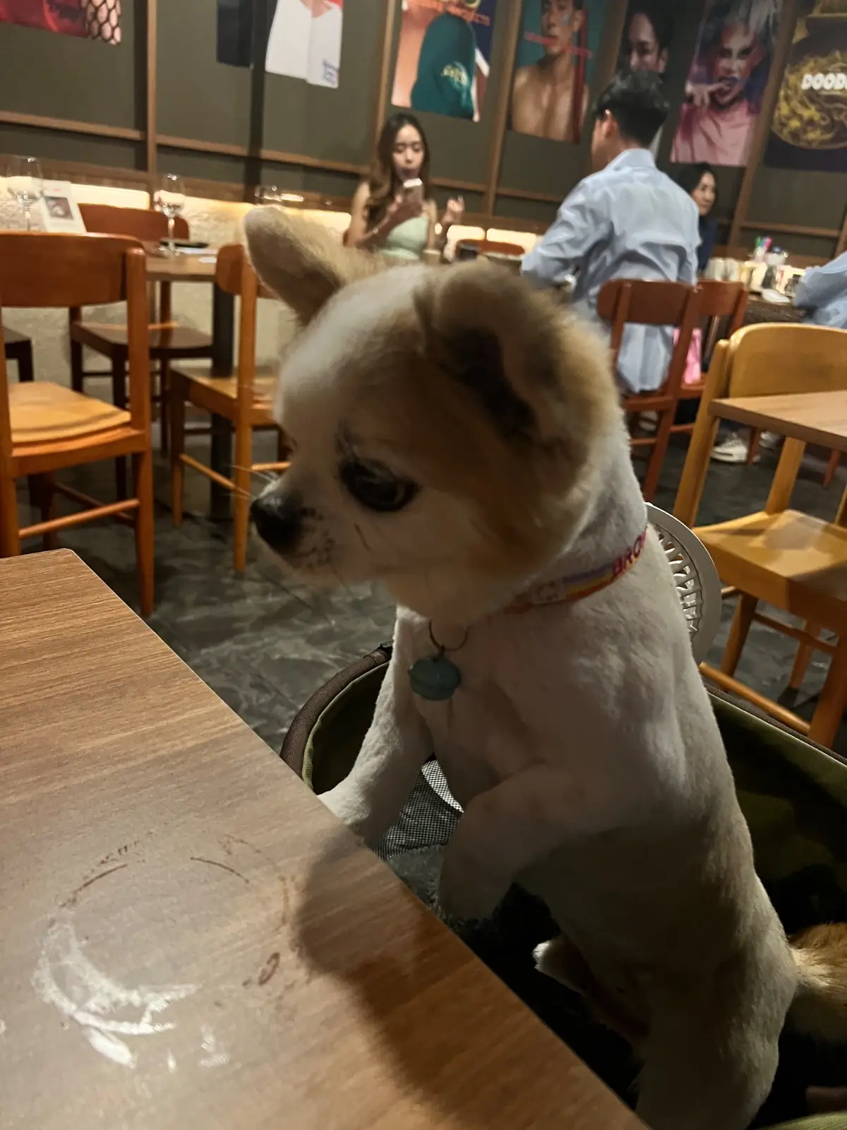 Doodle Izakaya pets image 1