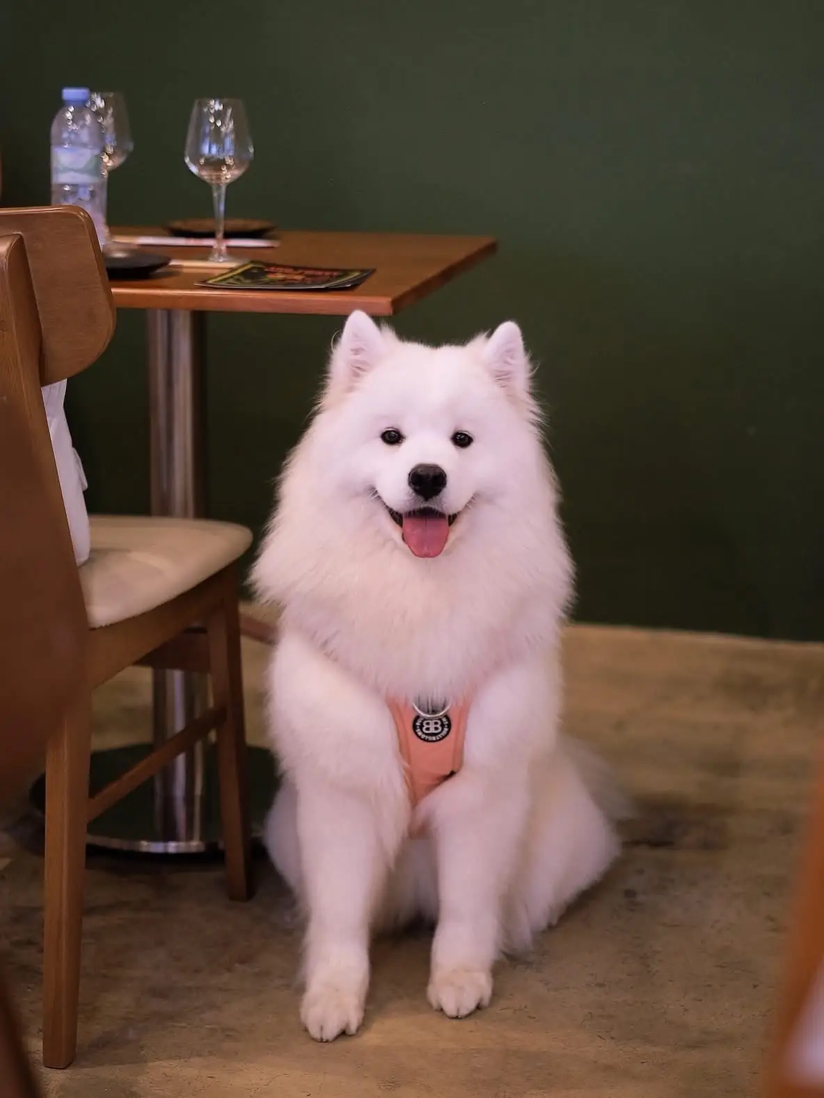Doodle Izakaya pets image 5
