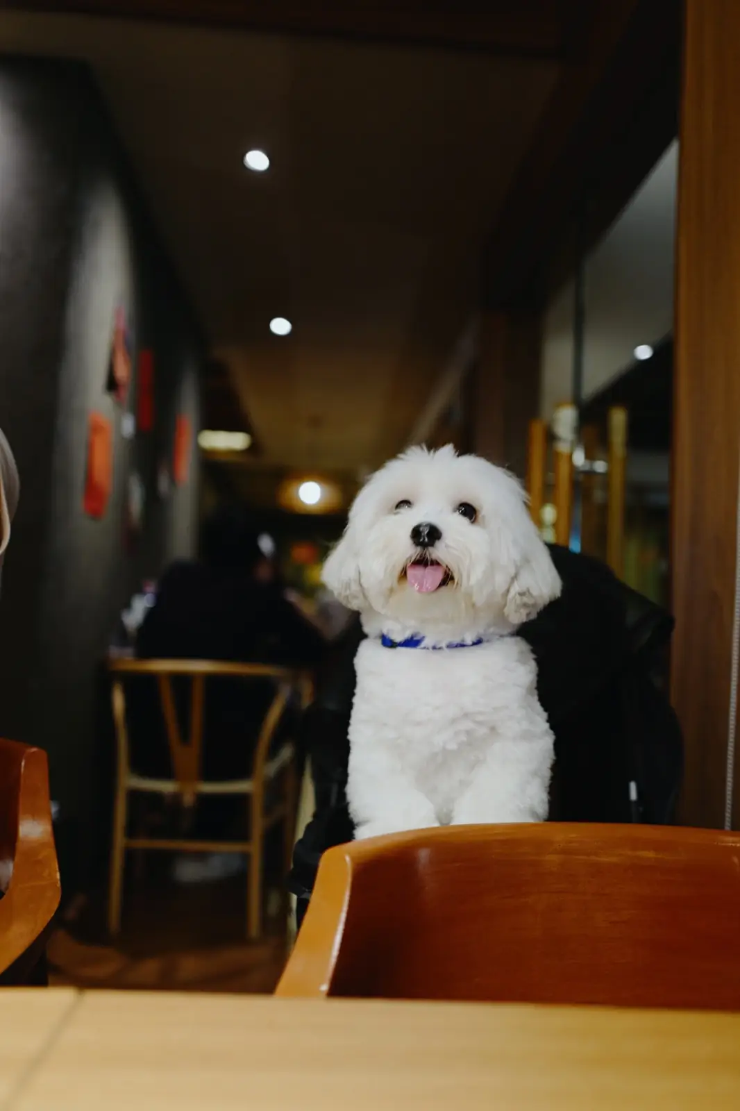 Doodle Izakaya pets image 6
