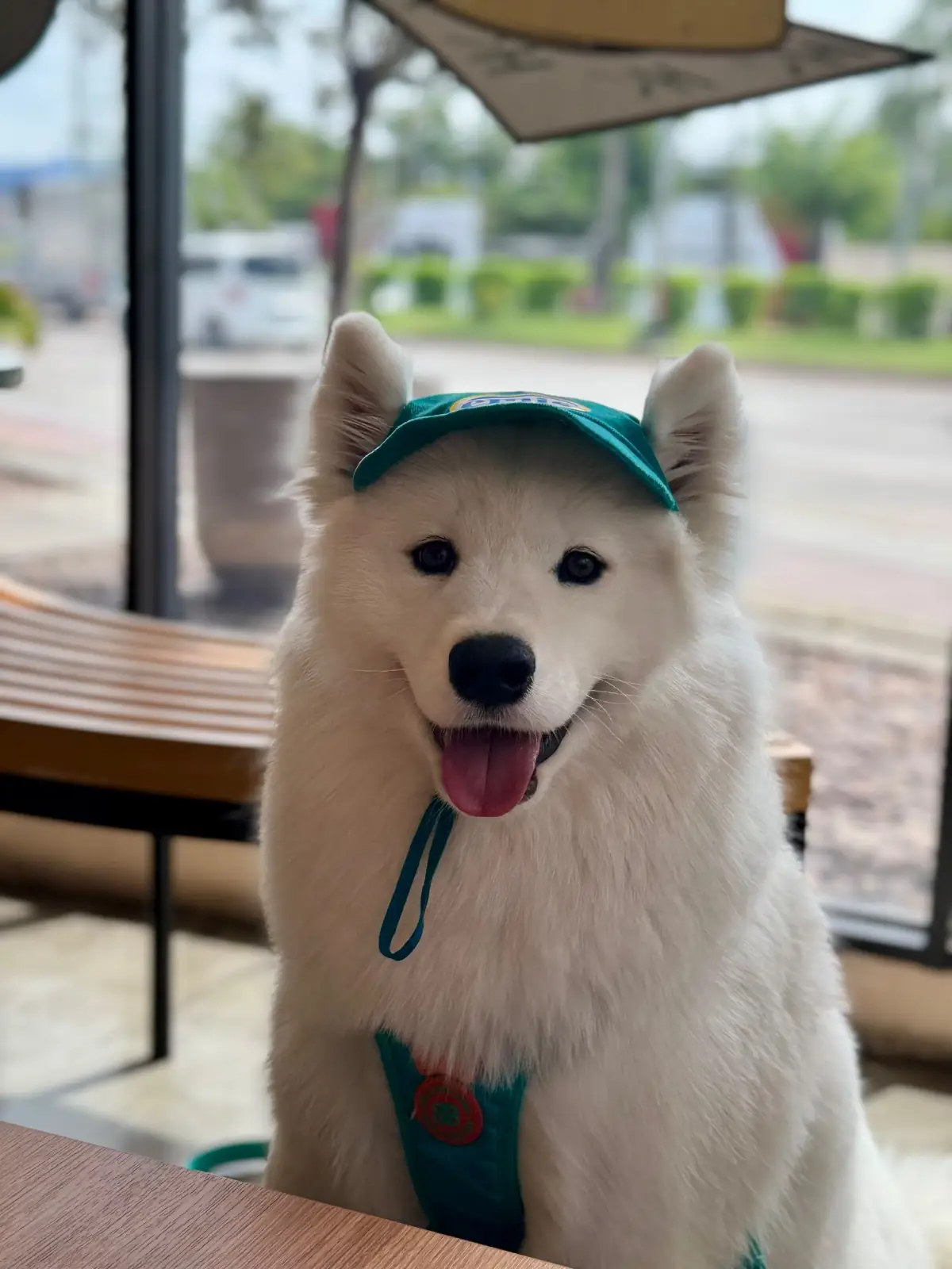 HARV Flagship Store pets image 2