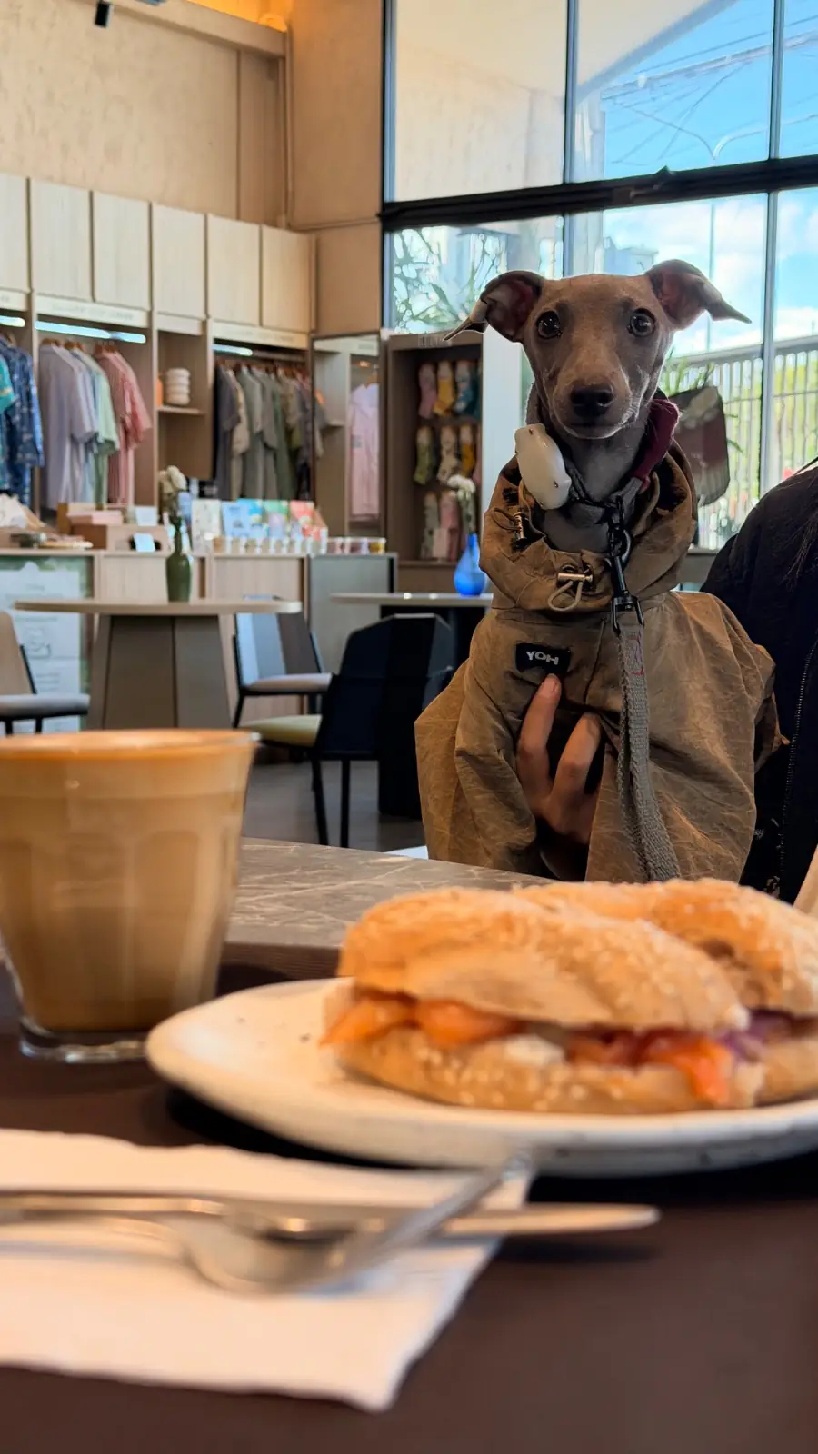 HARV Flagship Store pets image 3