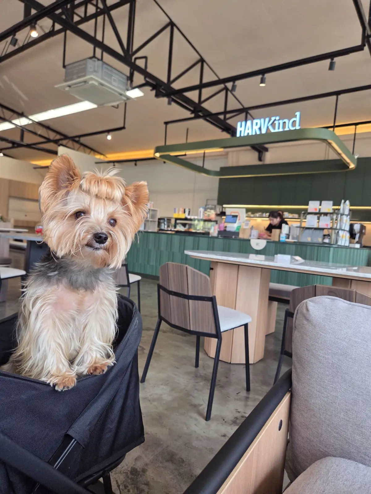 HARV Flagship Store pets image 7