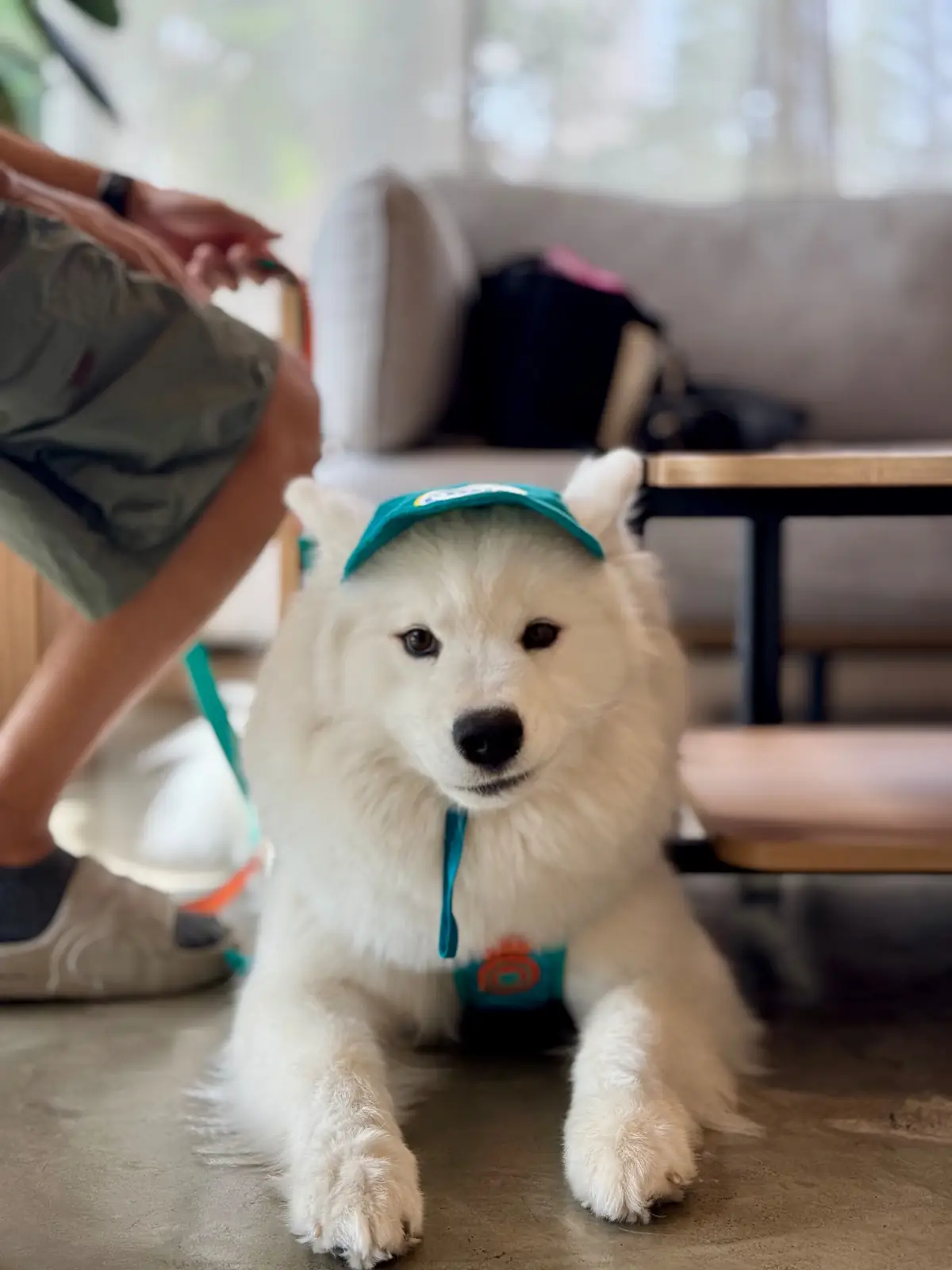 HARV Flagship Store pets image 6